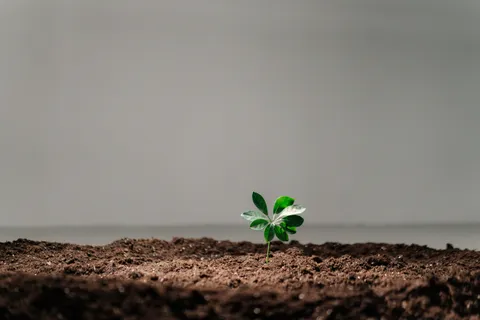 A small green seedling emerging from dark soil
