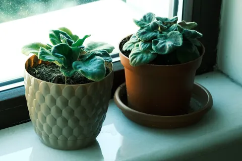 Two potted plants resting side by side on a rainy windowsill