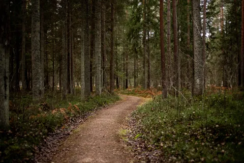 A tranquil forest path surrounded by tall trees and lush greenery
