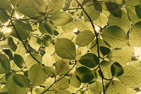 Sunlight filtering through green tree leaves